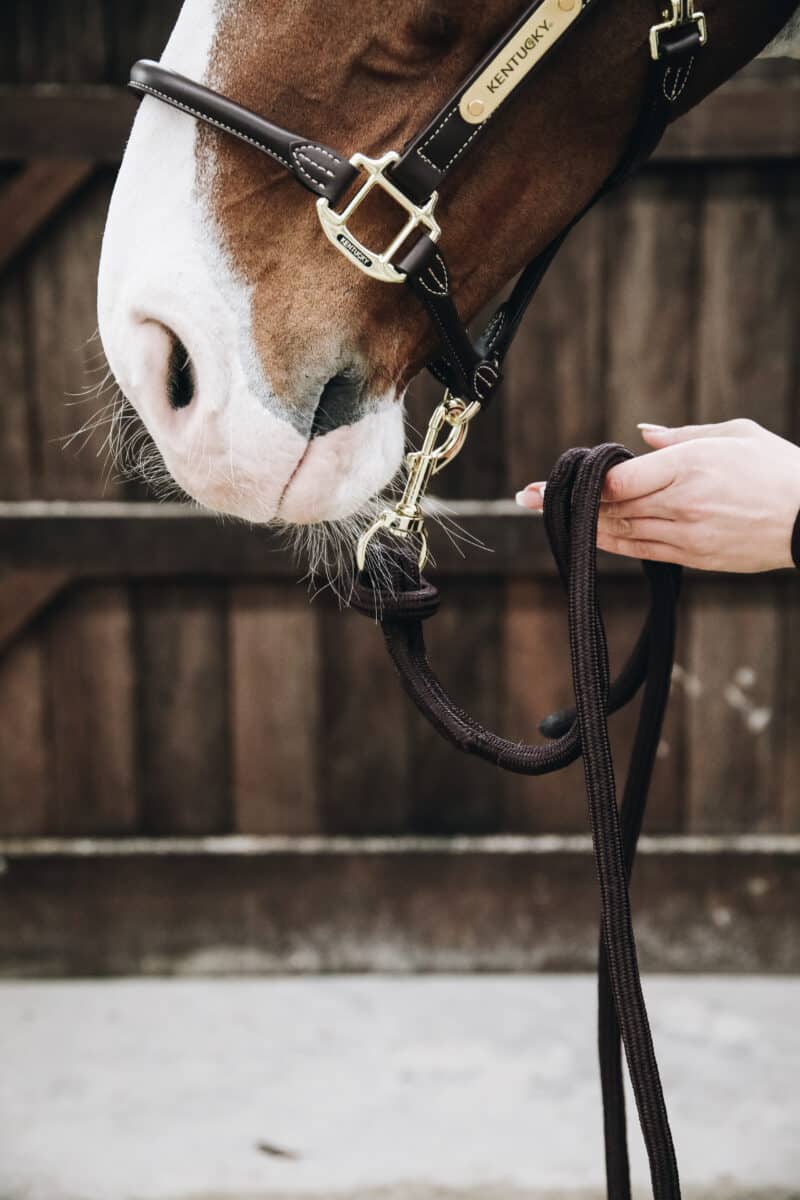 Kentucky Horsewear - Træktov - Brun - Billede 2