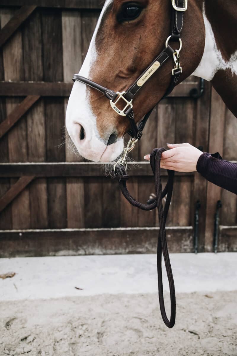 Kentucky Horsewear - Træktov - Sort - Billede 2